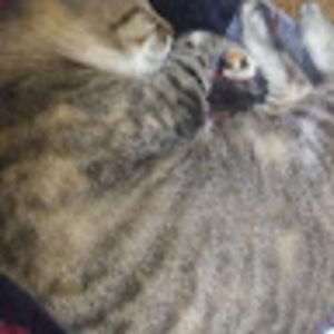 Meet your Posher, Thurmon